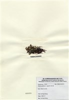 藏品(巢沙菜)的圖片